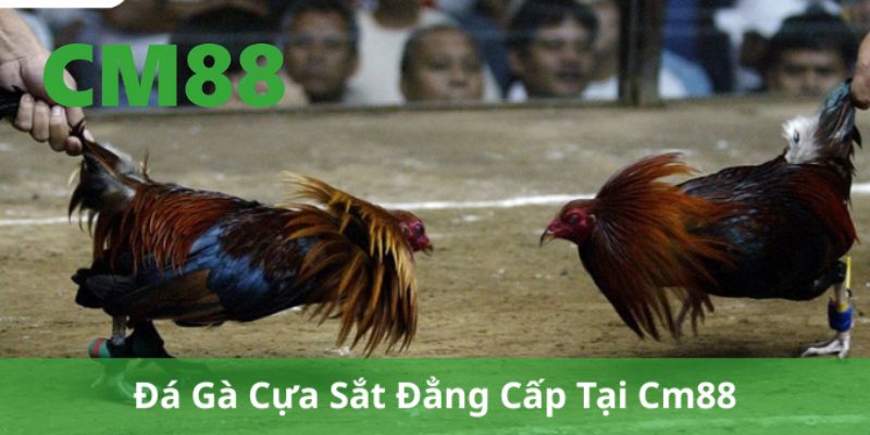 Đá Gà Cựa Sắt Tại CM88 - Trải Nghiệm Đỉnh Cao Và An Toàn 10 Đá gà cựa sắt